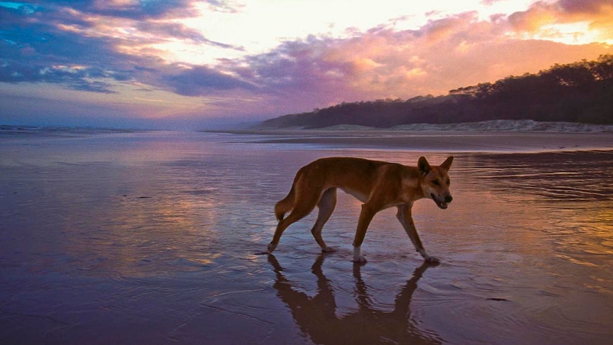 Dingo on the beach at Fraser Island.