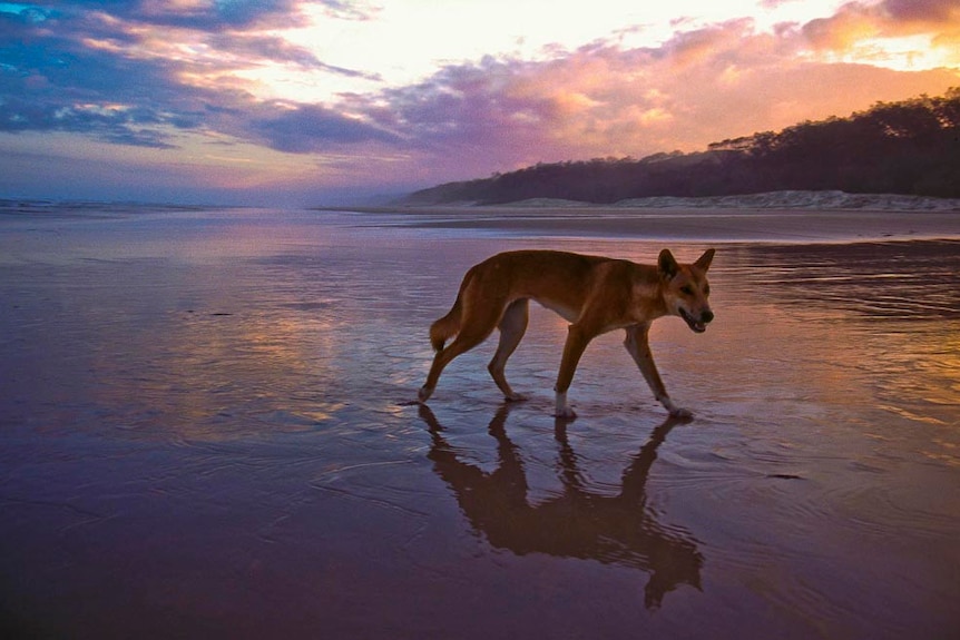 Dingo on the beach at Fraser Island.