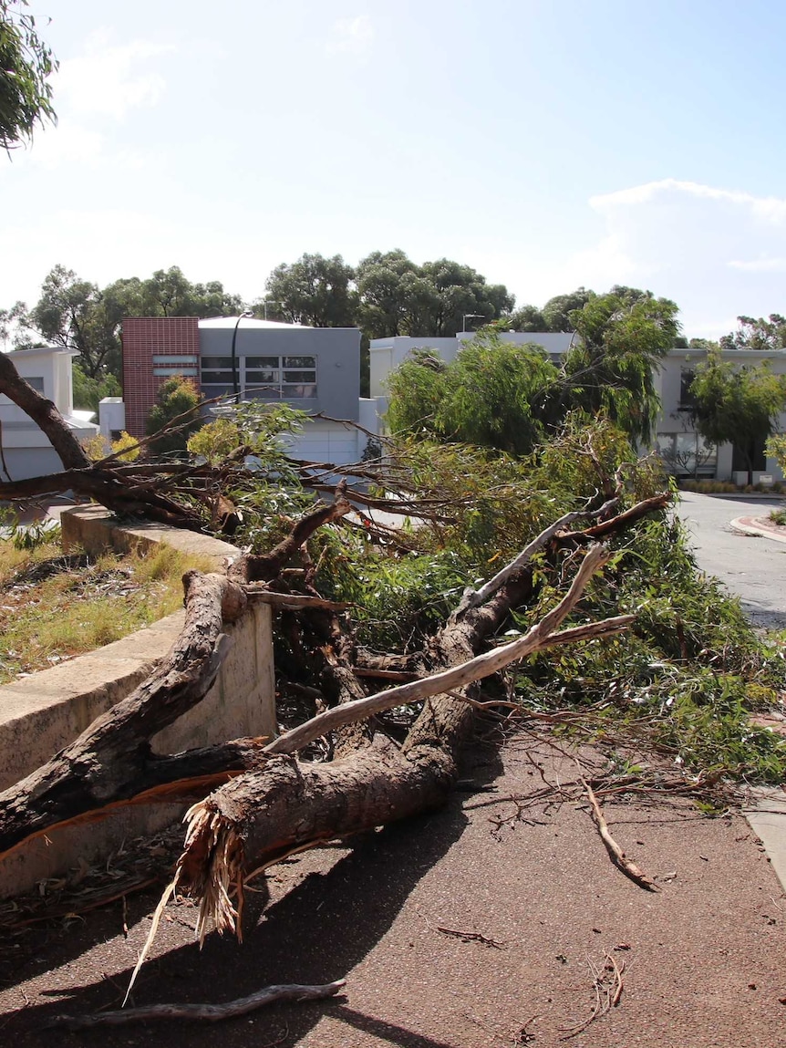 A large tree lies on the ground next to a road in front of another tree, with houses in the background.