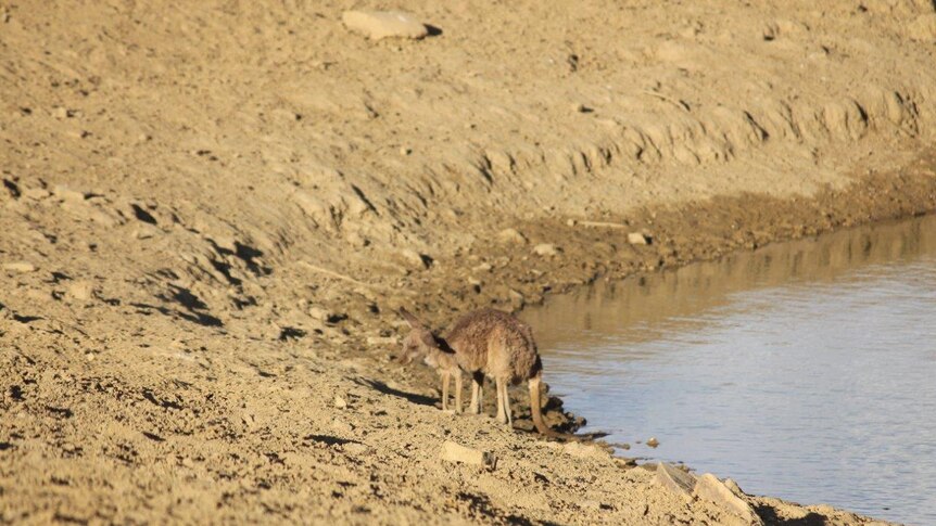 Starving kangaroo by the water