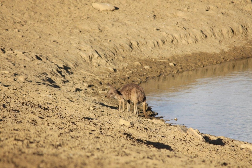 Starving kangaroo by the water