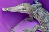 A grey crocodile with a pointed beak inside a bright purple plastic bin.