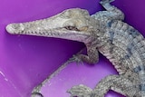 A grey crocodile with a pointed beak inside a bright purple plastic bin.