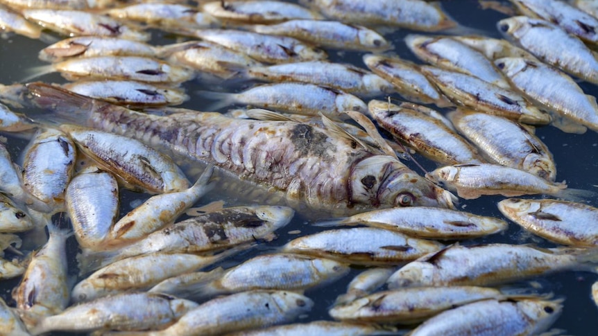 dead fish float on a river surface