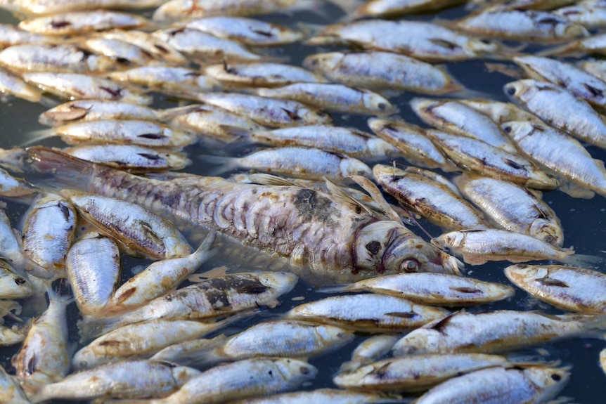 dead fish float on a river surface
