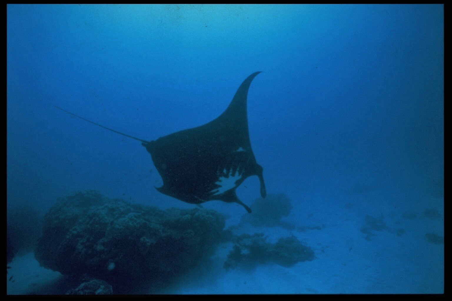 World's oldest known manta ray celebrates more than 40 years on Great