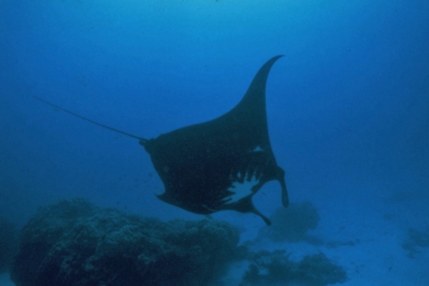 A dark coloured ray under the water.