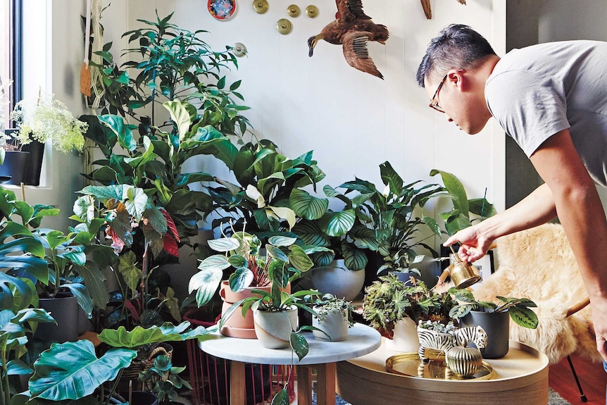 A man waters one of the many indoor plants in his lounge room carefully as overwatering can help fungus gnats thrive.