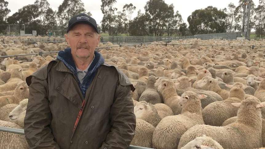 Man standing in front of a pen of lambs.