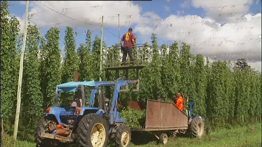 hop harvest in Tasmania