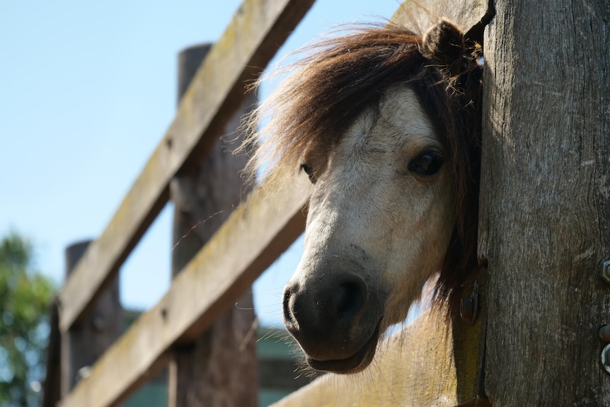 A miniature horse pokes its head through a wooden fence