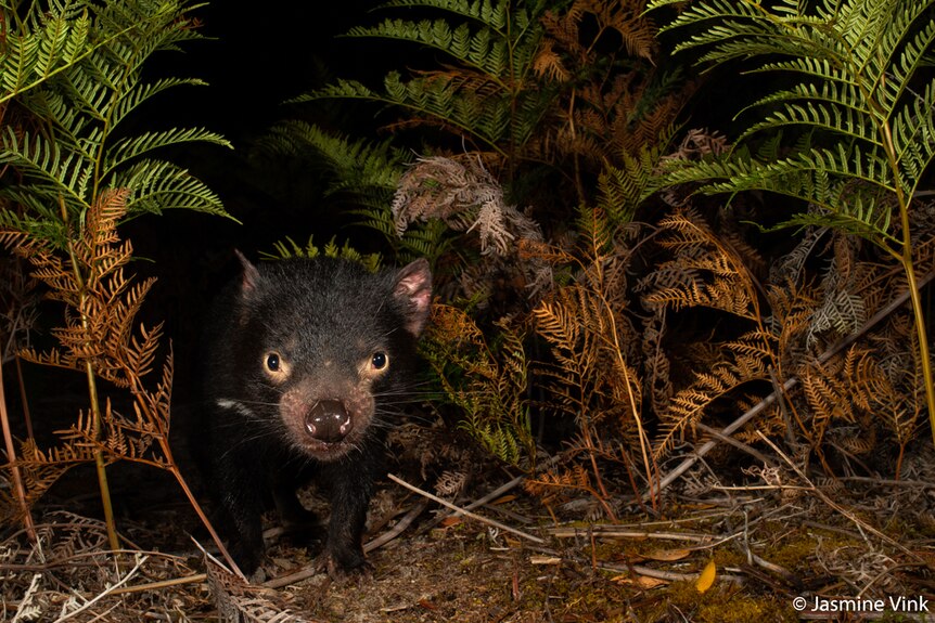 A Tasmanian Devil looking through bracken.