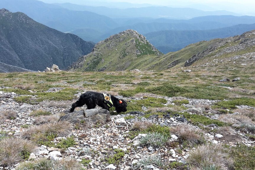 Sally at work sniffing out hawkweed in Kosciuszko National Park.