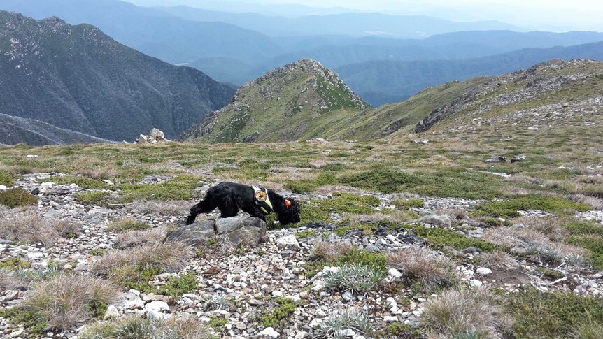 Sally at work sniffing out hawkweed in Kosciuszko National Park.