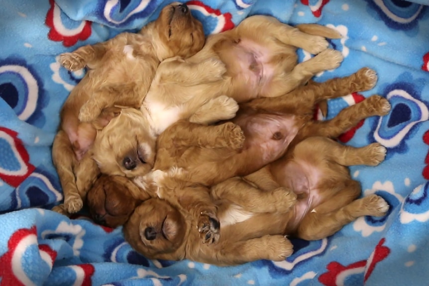 Four tan labradoodle puppies tangled up and sleeping on a blue, red and white blanket, viewed from above.