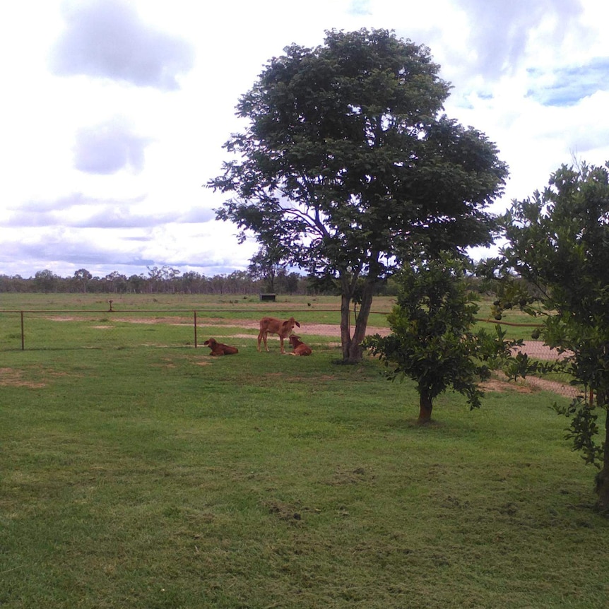 Grass on drought stricken property Allan Hills in north Queensland