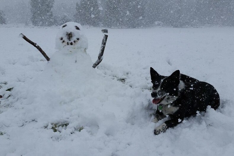 Collinsvale snowman