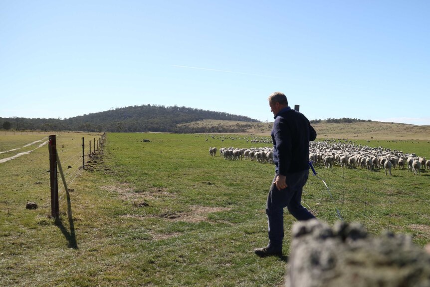 a farmer closes a gate in a paddock filled with sheep