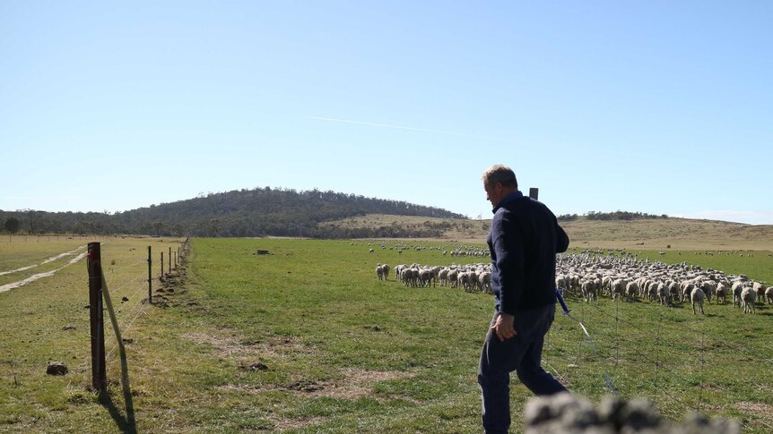a farmer closes a gate in a paddock filled with sheep