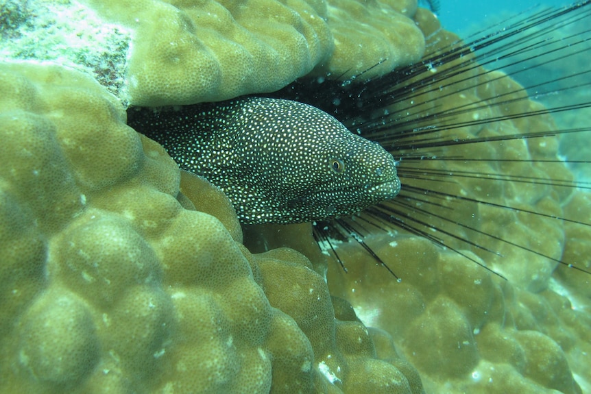 moray eel