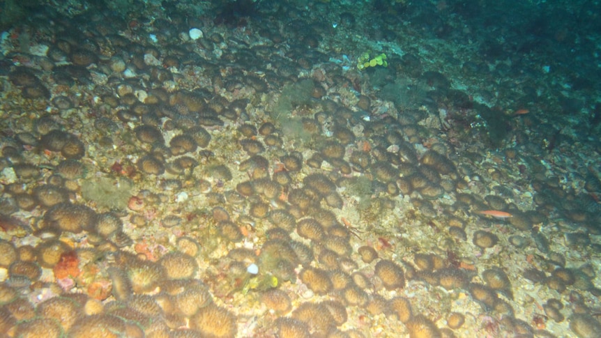 An underwater image of deep water mushroom coral, which look like small brown lumps.