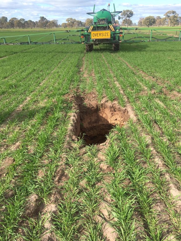 sinkhole in wheat crop on Kybybolite property