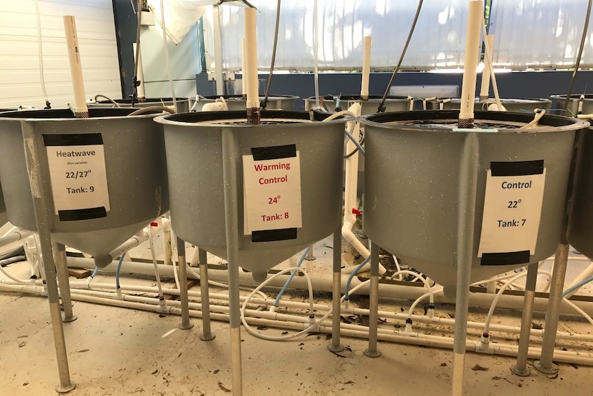 Tanks to simulate different sea temperatures at the SCU National Marine Science Centre in Coffs Harbour, NSW.