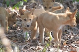 Zoomed landscape orientation 4:3 of four cute dingo pups close together exploring the leaf litter