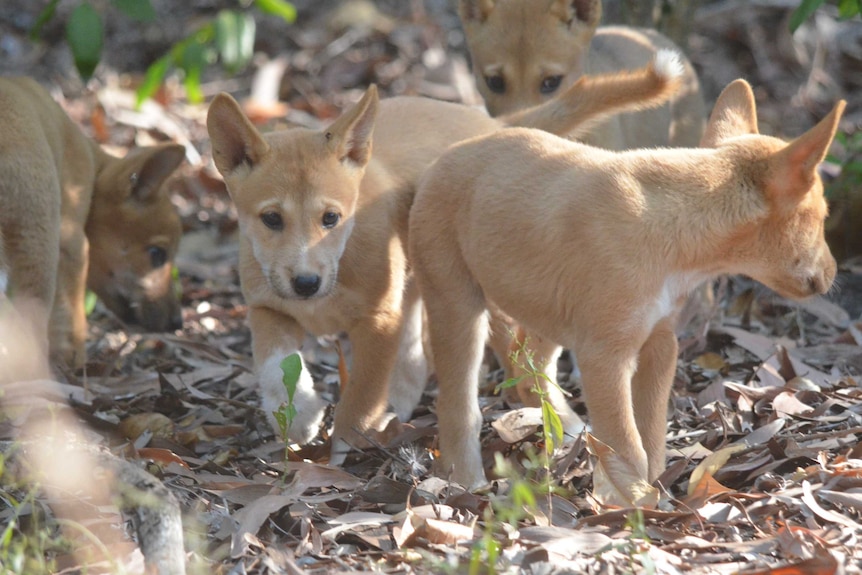 Zoomed landscape orientation 4:3 of four cute dingo pups close together exploring the leaf litter