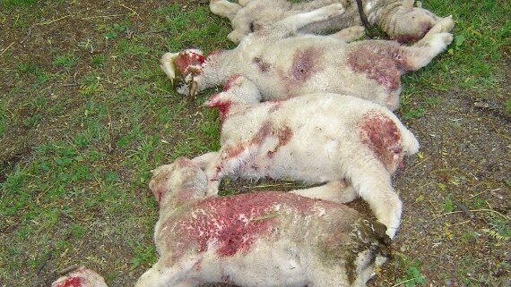 Dead lambs covered in blood are piled together on the grass.