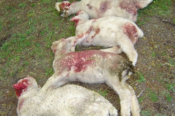 Dead lambs covered in blood are piled together on the grass.