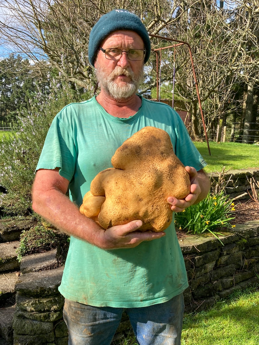 Mężczyzna w zielonej koszuli i czapce trzyma w ogrodzie olbrzymiego brązowego ziemniaka 