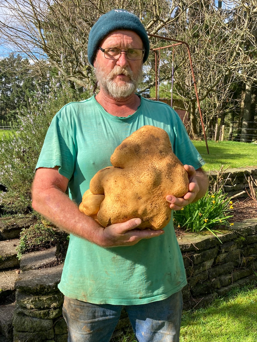 Un homme vêtu d'une chemise verte et d'un bonnet tient une pomme de terre géante de couleur brune dans un jardin 