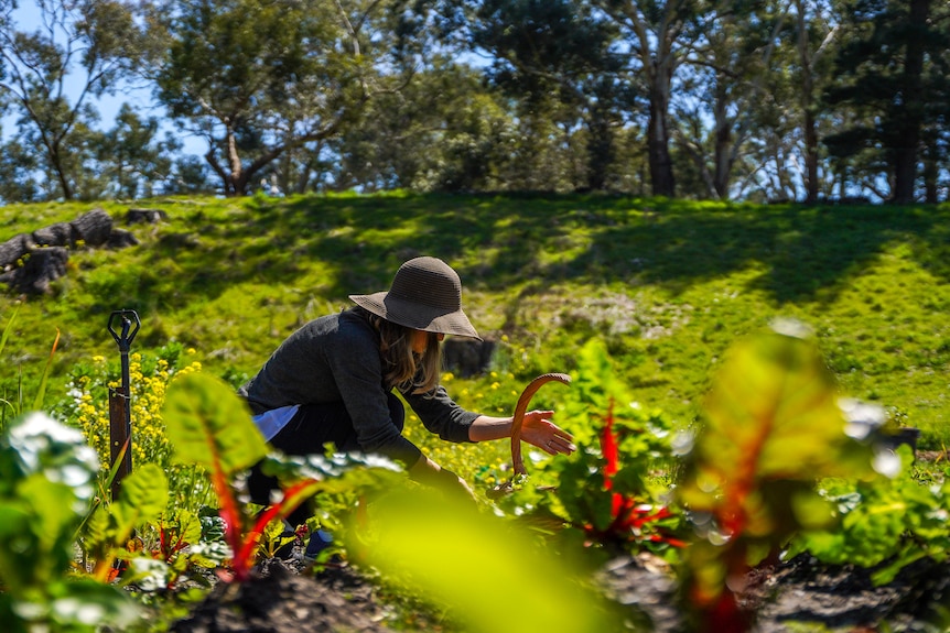 A woman holding a wick basket kneels down in a vegetable garden to pick lettuces.