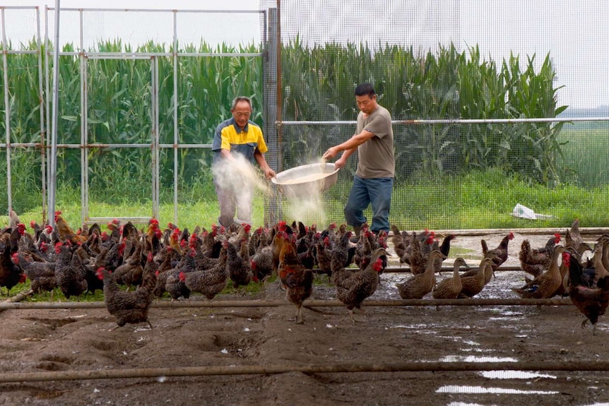 Two men holding a big pot in a chicken coop