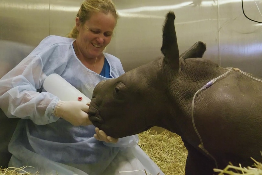 A woman holds a bottle up to a baby rhino, who stands and drinks from it.