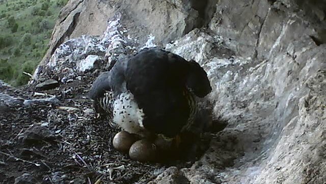 A female peregrine falcon tries to roll her eggs in her nest during hatching.