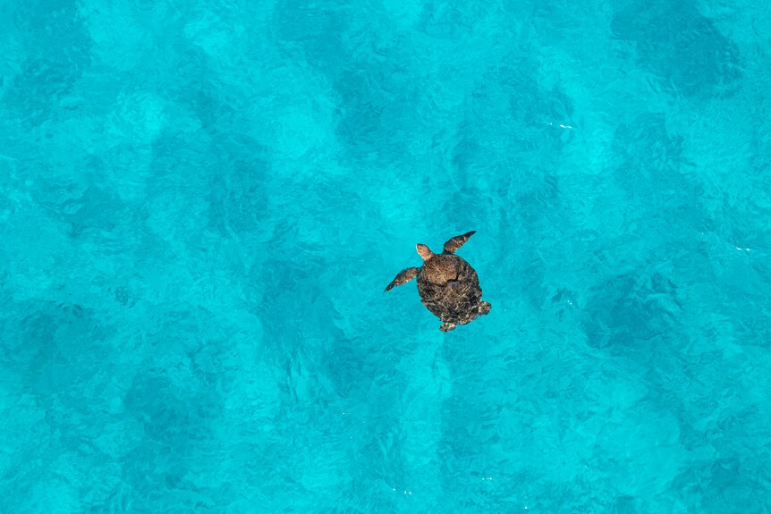 An aerial view of a green sea turtle swimming in crystal clear blue water