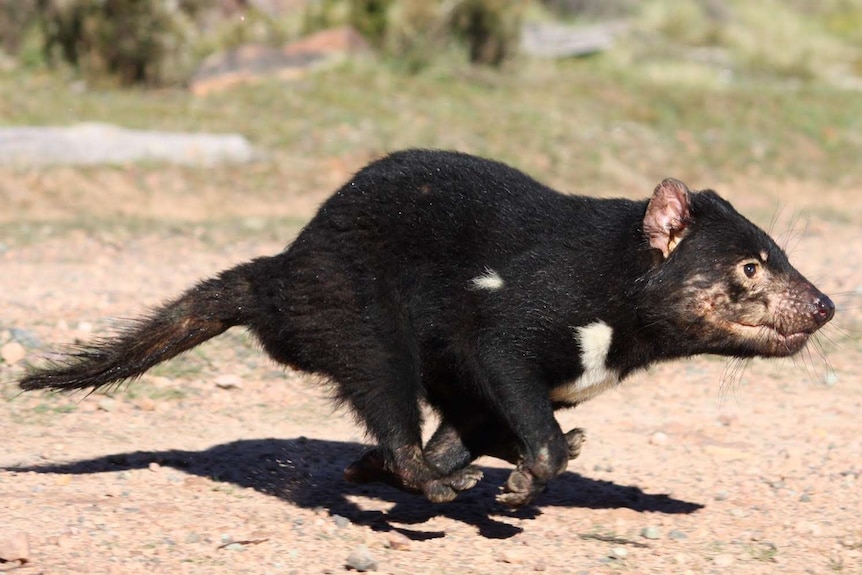 Tasmanian devil running