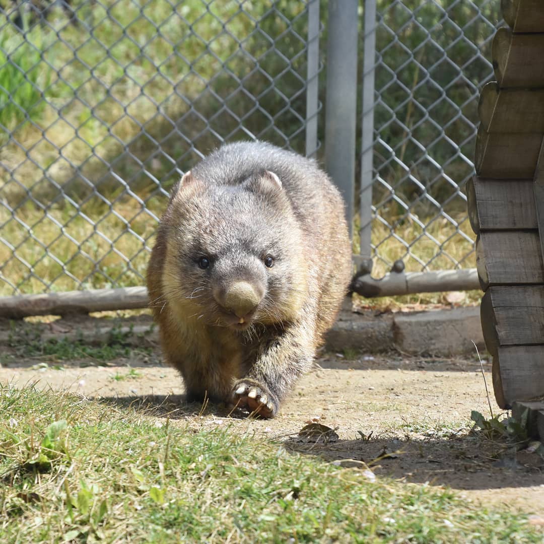 World's oldest-known wombat originally from Tasmania set to turn