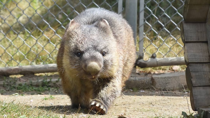 A wombat with grey fur, black eyes and large square-shaped claws in a fenced-in enclosure, with grass and tunnel made of wood.