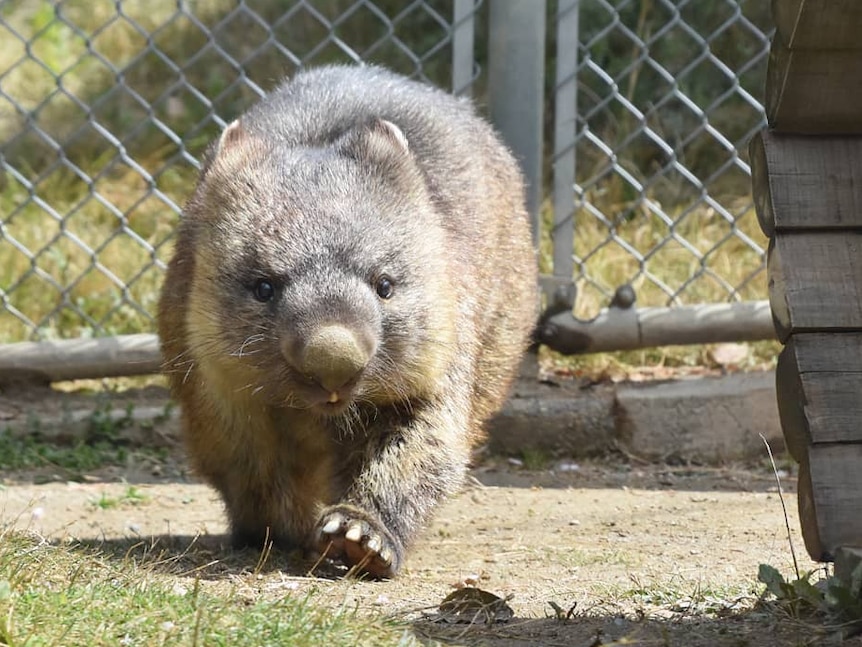 A wombat with grey fur, black eyes and large square-shaped claws in a fenced-in enclosure, with grass and tunnel made of wood.