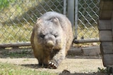 A wombat with grey fur, black eyes and large square-shaped claws in a fenced-in enclosure, with grass and tunnel made of wood.