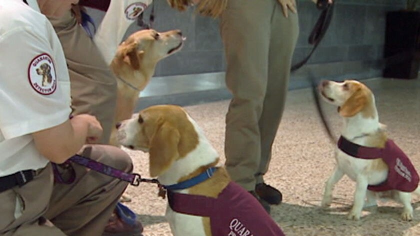 Three sniffer dogs with the Australian Quarantine service retire from duty