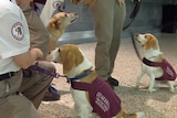 Three sniffer dogs with the Australian Quarantine service retire from duty