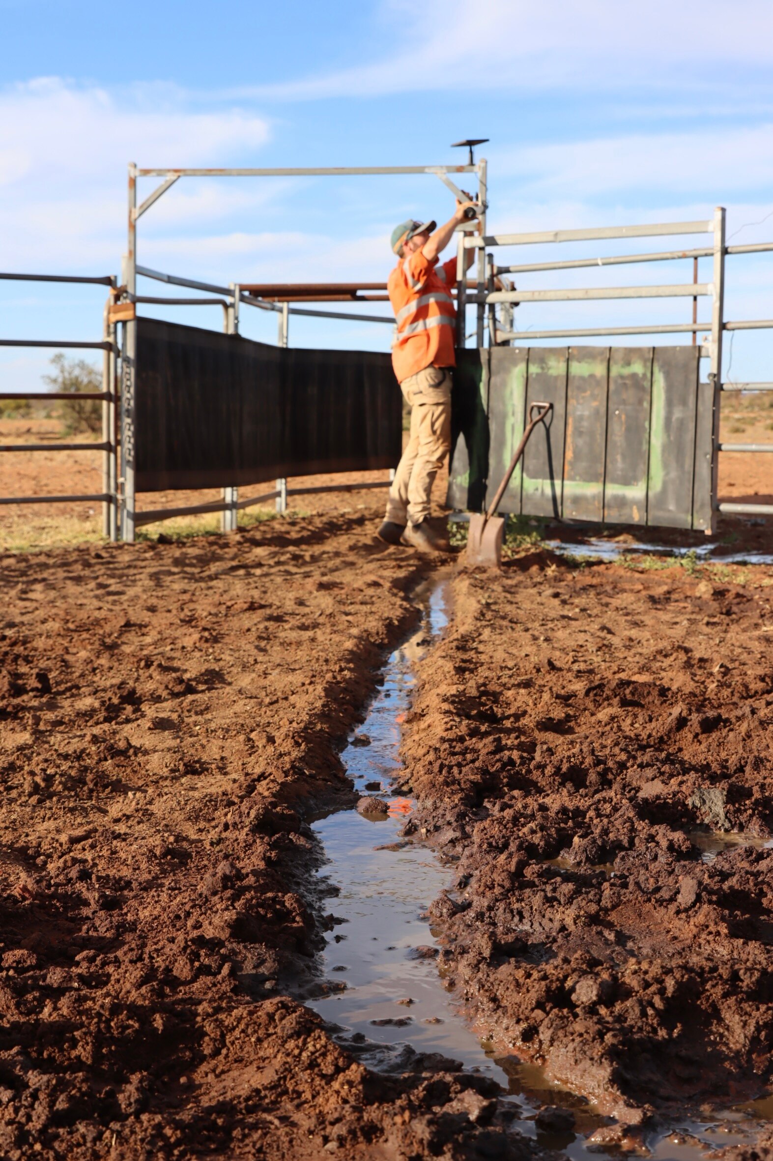 Un hombre revisando una cámara en un corral de ganado.