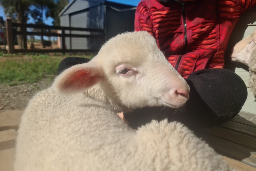 A lamb looking over its shoulder