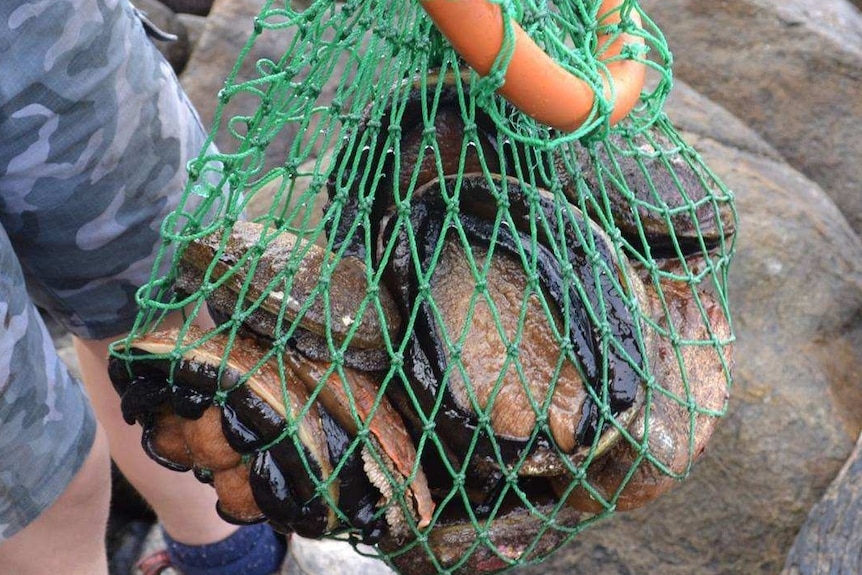 SETAC harvesting abalone