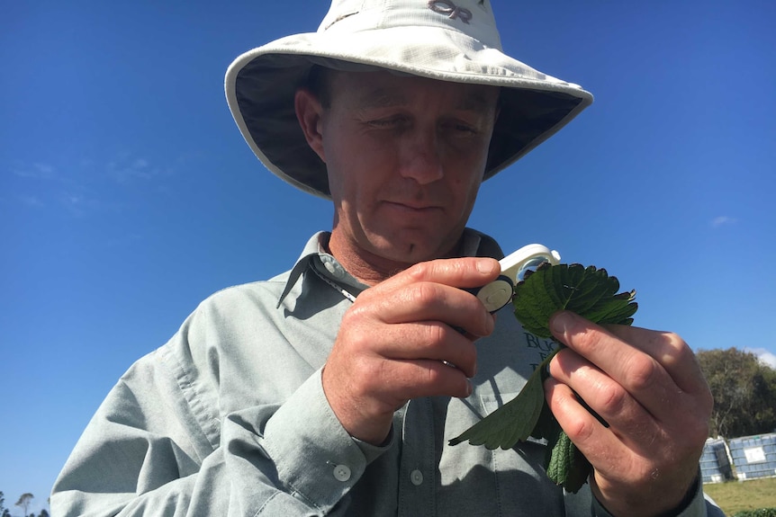 Stan Dunlop looking at a strawberry leaf through a microscope.