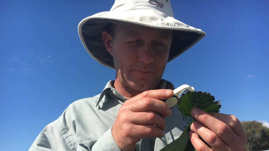 Stan Dunlop looking at a strawberry leaf through a microscope.